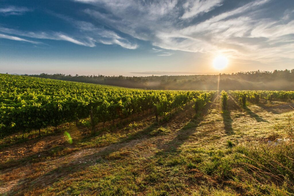 The Best Wine Stores In Lisbon