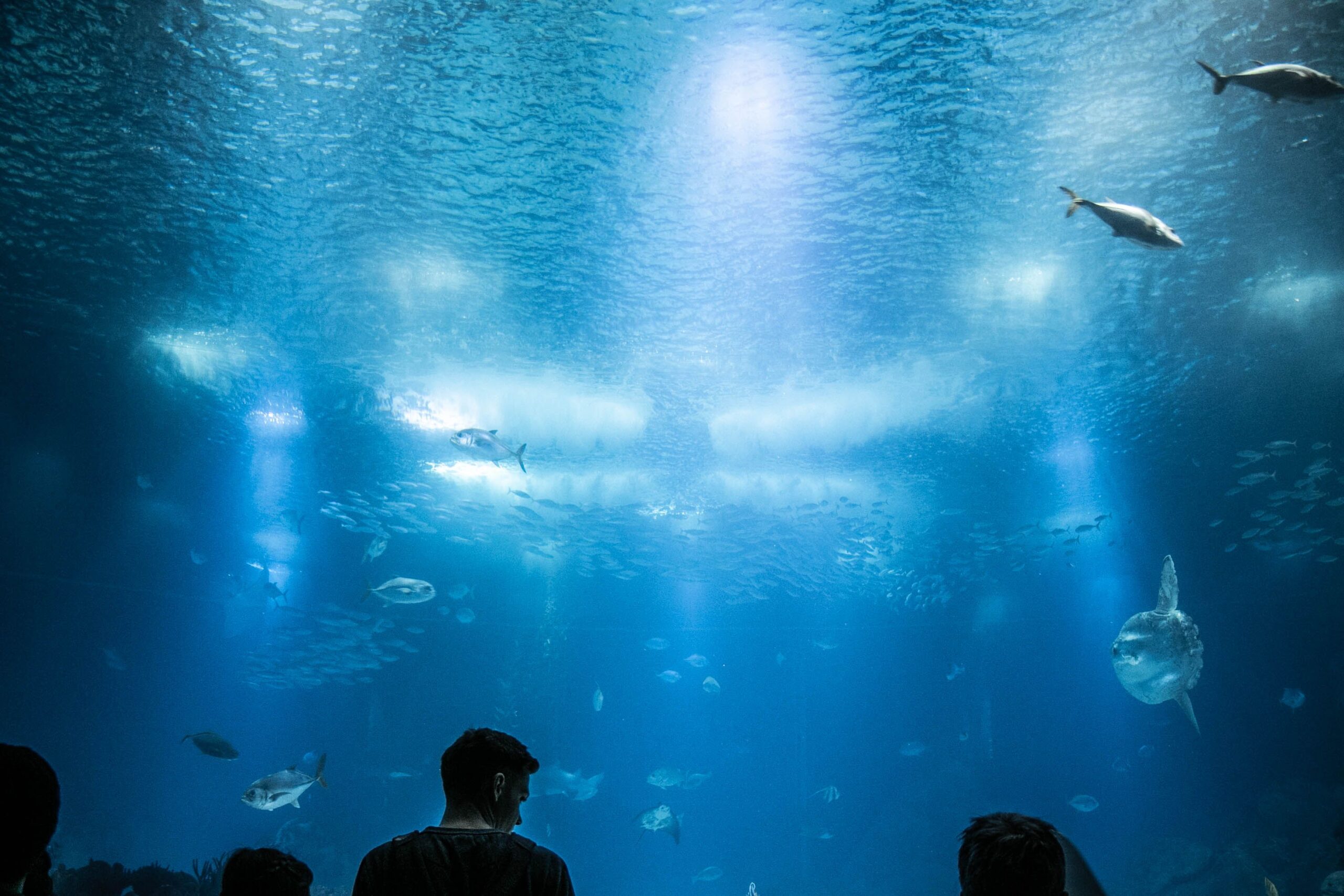 đ Why the Aquarium of Lisbon Is Worth Visiting, 15 Unforgettable Family-Friendly Activities to Enjoy in Lisbon