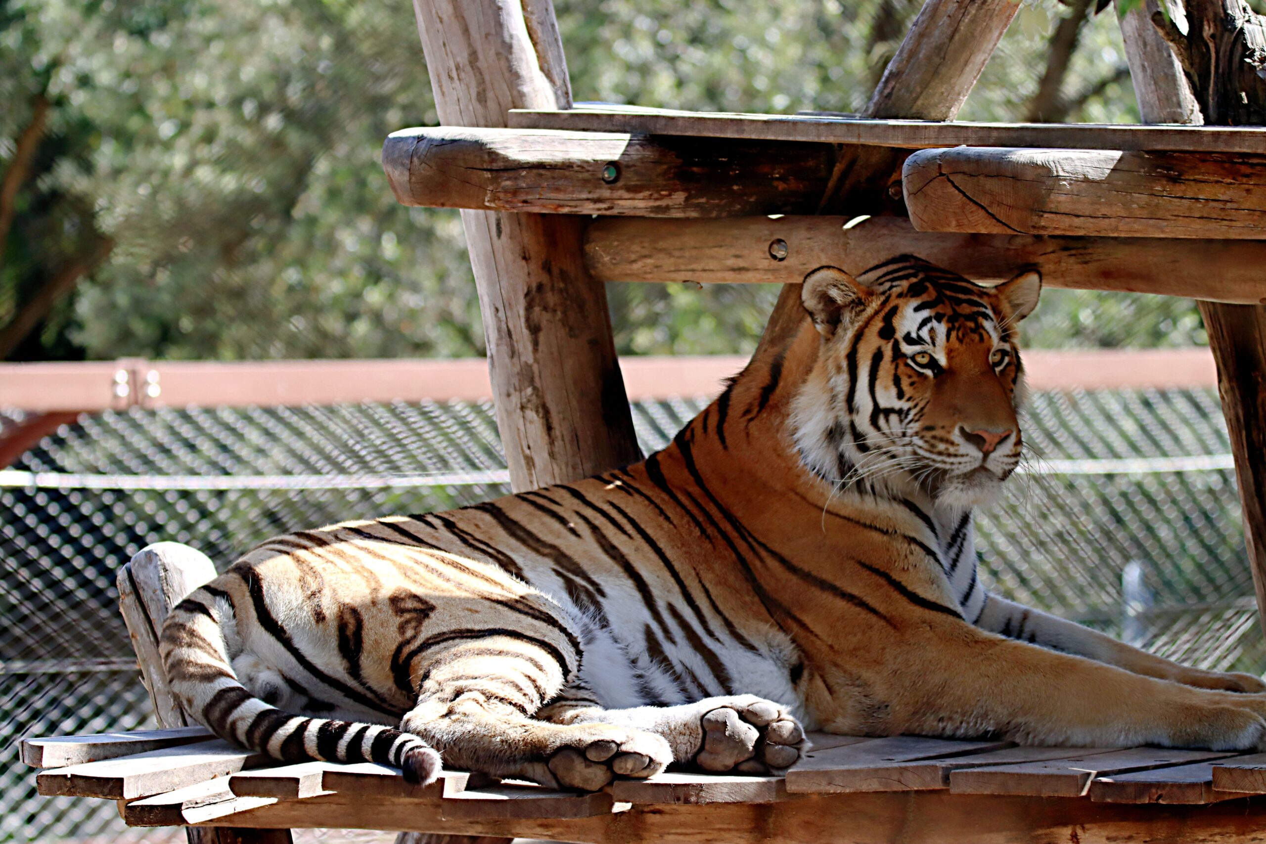 10 Reasons Why the Lisbon Zoo Is Worth Visiting