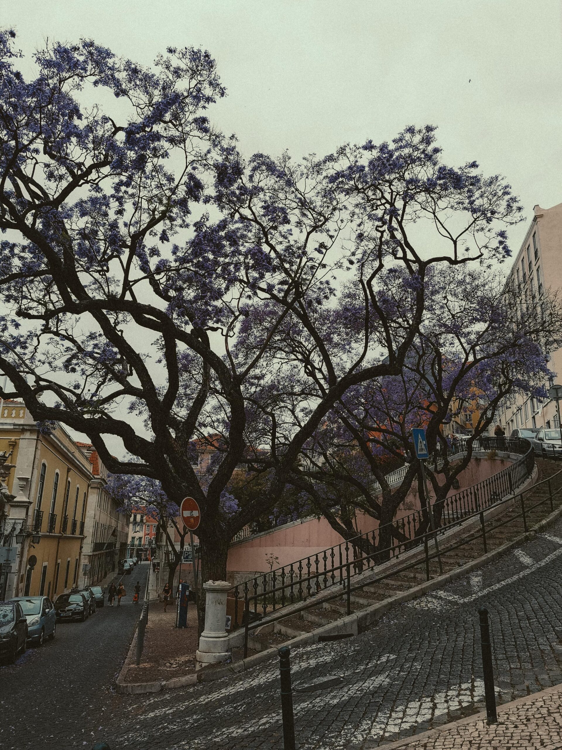 10 Beautiful Trees in Lisbon You Need to See in Bloom